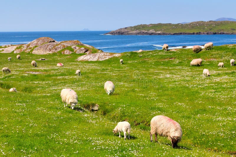 Sheep on Ring of Kerry grass fields