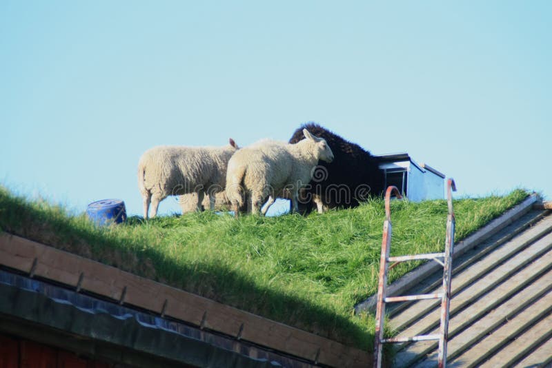 Sheep on the roof of a Lofoten s barn