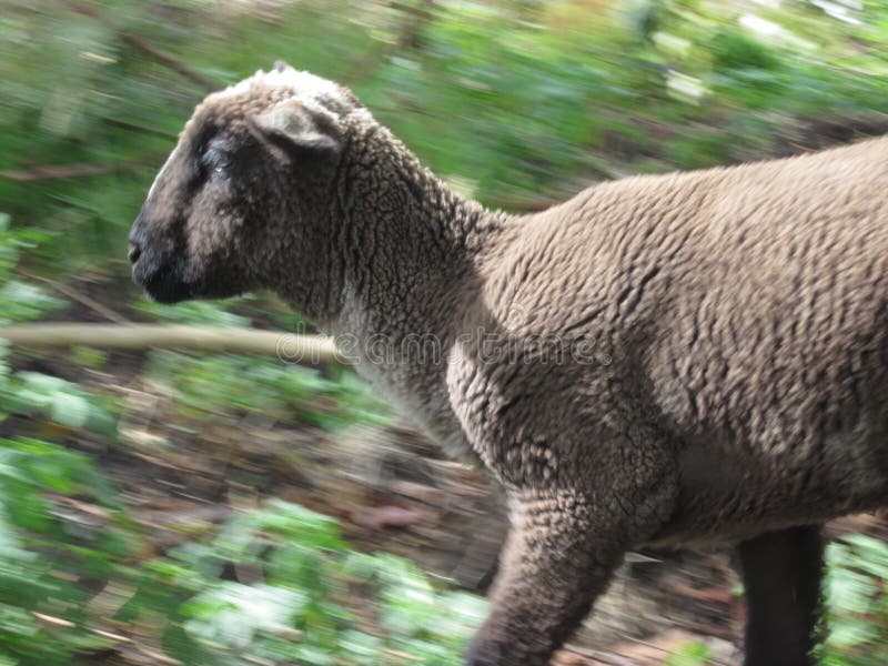 running sheep kicks man in barn running sheep kicks man in barn