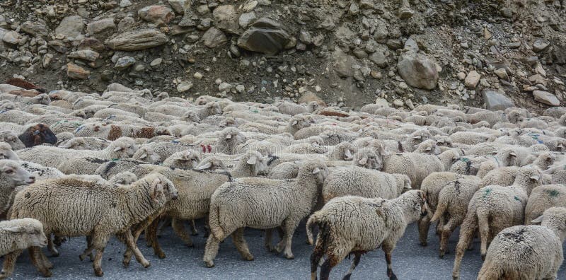 running sheep with attitude pictures running sheep with attitude pictures