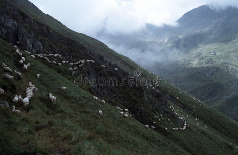 Sheep's line royalty free stock photo Sheep's line royalty free stock photo