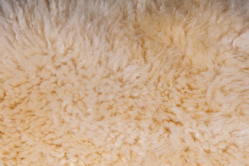 Sheep`s Wool. Sheep Wool Texture Lamb Background Stock Image Image of
