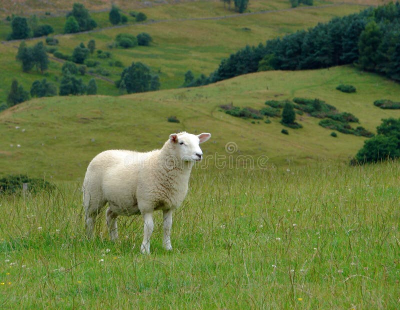 Sheep standing peacefully in the grass with the countryside of the Scottish highlands in the background. Sheep standing peacefully in the grass with the countryside of the Scottish highlands in the background.