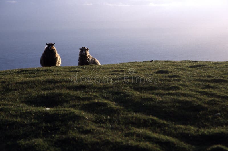 Sheep by the sea