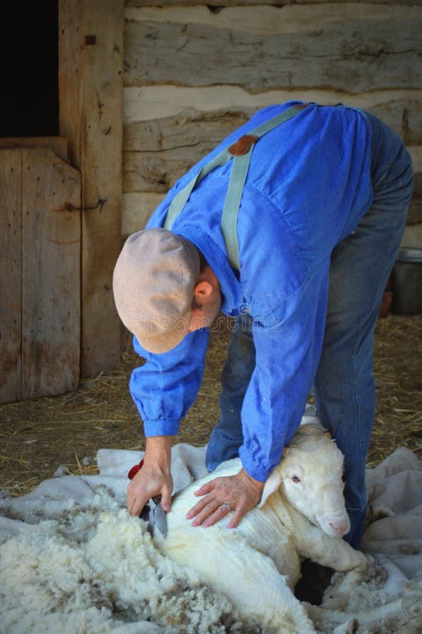 Sheep Shearing editorial photo. Image of fleece, clothing 53642476