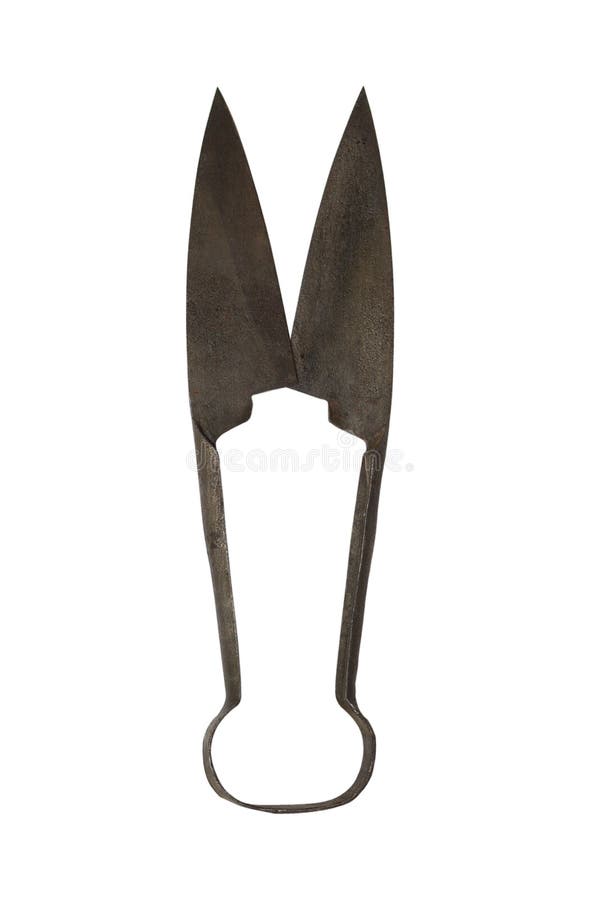 Sheep Shears. Vintage Rusted Scissors Isolated On White