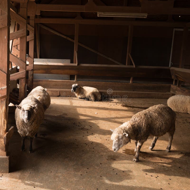 Sheep and sheep pen stock photo. Image of group, fellow - 28507332