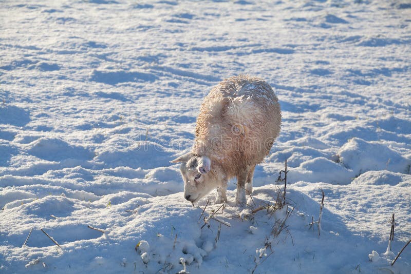 Sheep on snow pasture