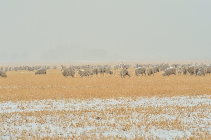 Sheep in Snow storm royalty free stock photo Sheep in Snow storm royalty free stock photo