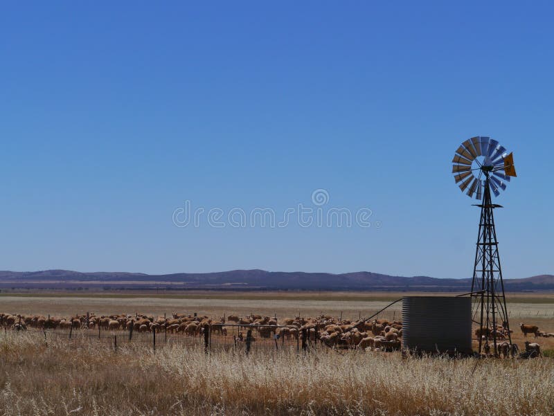 Sheep in the South Australian landscape