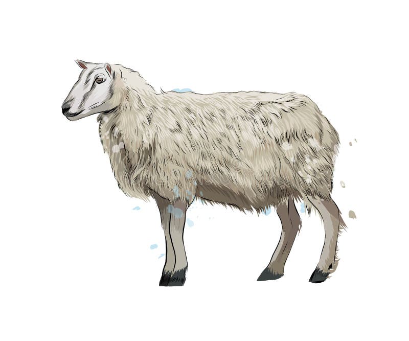 Sheep Realistic Drawing Stock Illustrations 312 Sheep Realistic Drawing Stock Illustrations Vectors Clipart Dreamstime