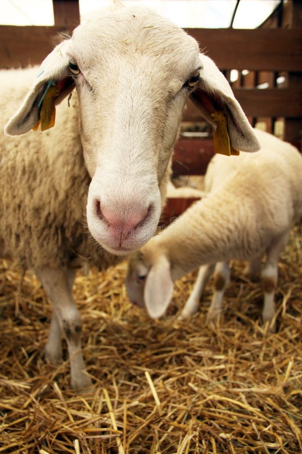 Sheep in the stall