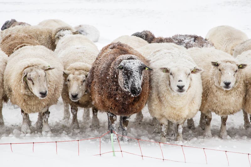 Sheep standing in a cold white winter landscape