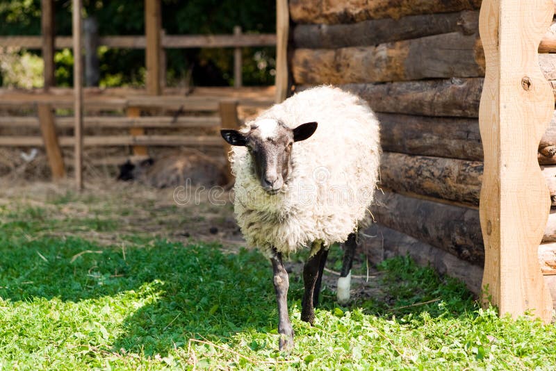 Sheep standing on grass. stock photo. Image of animal - 11842518