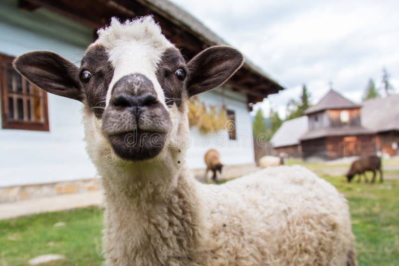 Sheep staring into the camera