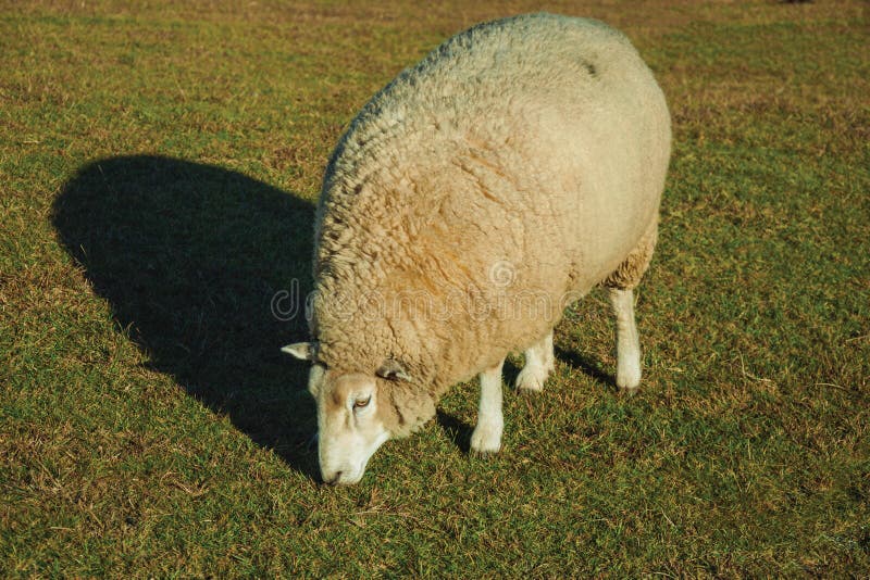 Sheep with a thick layer of wool grazing on lawn