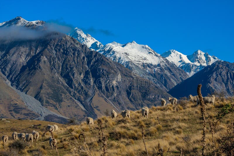 Sheep on top of Mount Sunday, scenic view of Mount Sunday and surroundings in Ashburton Lakes District, South Island, New Zealand