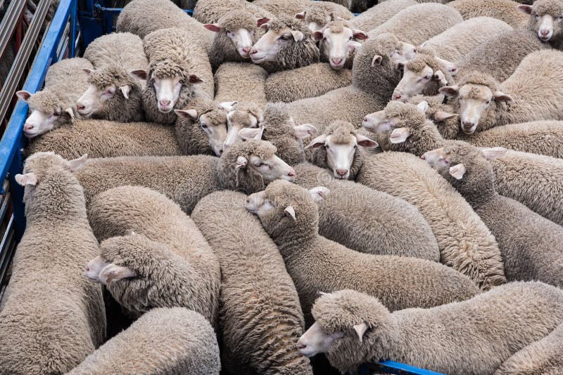 livestock wallap livestock wallap