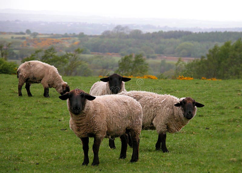 Sheep Watching You (Ovis suffo