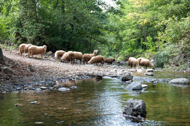 Flock of sheep near a stream