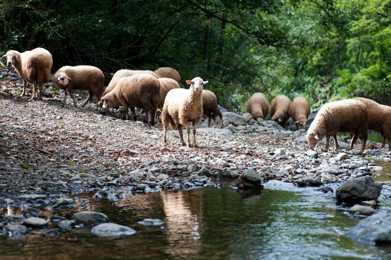 Flock of sheep near a stream