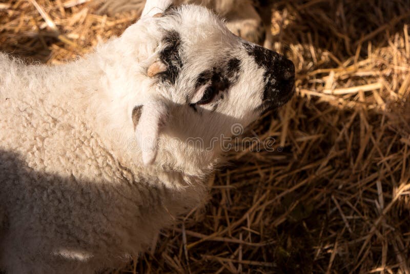 Sheep in Westerhever, Germany royalty free stock photos