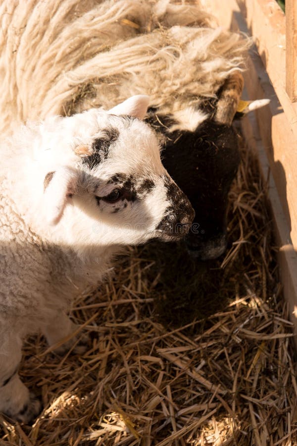 Sheep in Westerhever, Germany royalty free stock photography