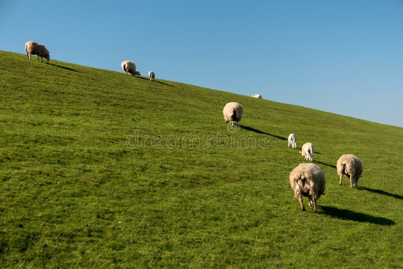 Sheep in Westerhever, Germany royalty free stock photos