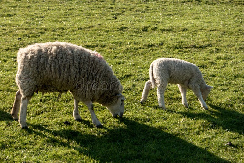 Sheep in Westerhever, Germany stock photo