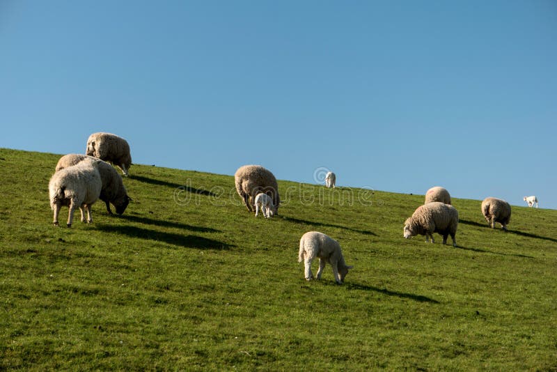 Sheep in Westerhever, Germany stock photos