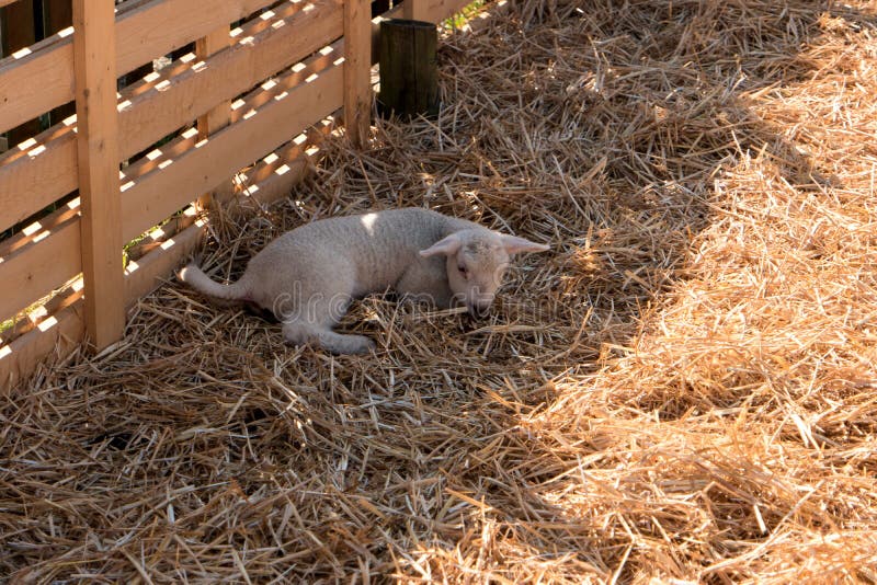 Sheep in Westerhever, Germany stock image