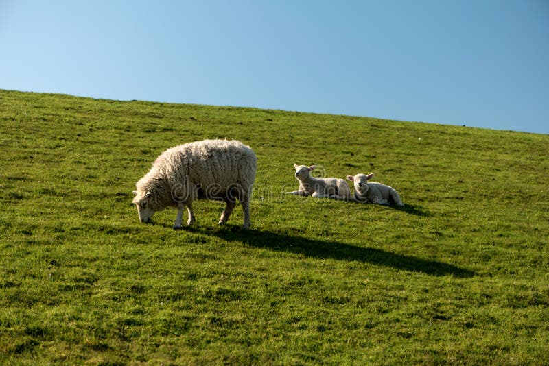 Sheep in Westerhever, Germany royalty free stock photography
