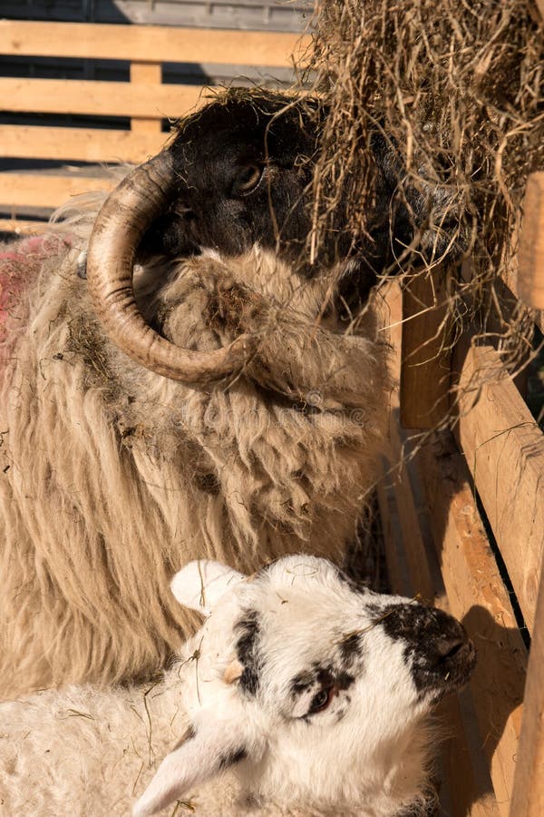 Sheep in Westerhever, Germany stock image