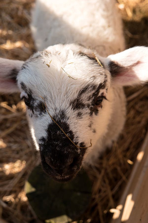 Sheep in Westerhever, Germany royalty free stock photo