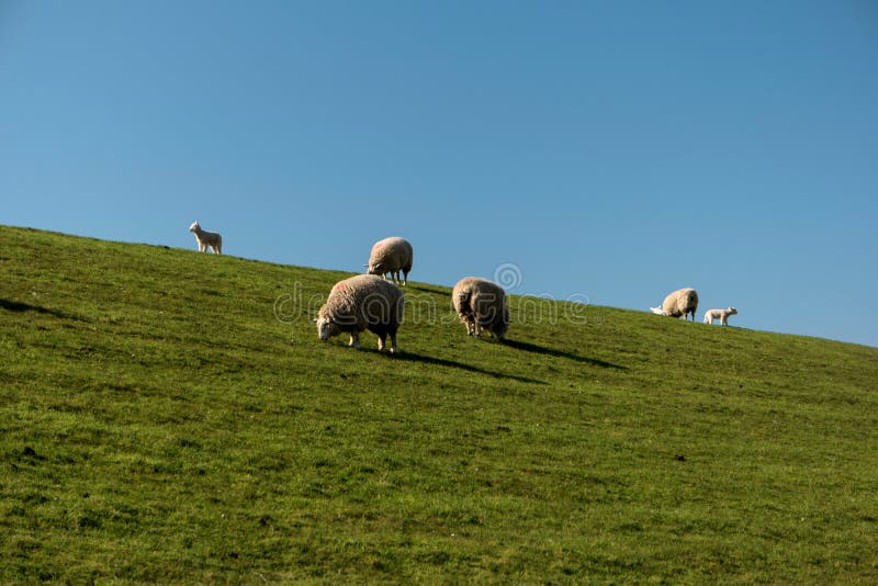 Sheep in Westerhever, Germany stock photography