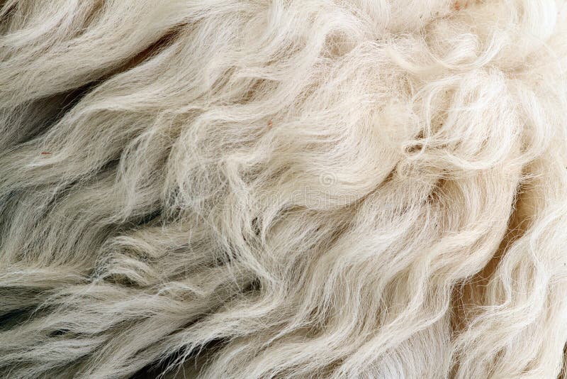 Sheep white fur stock image. Image of skin, mammal, textured 33415279