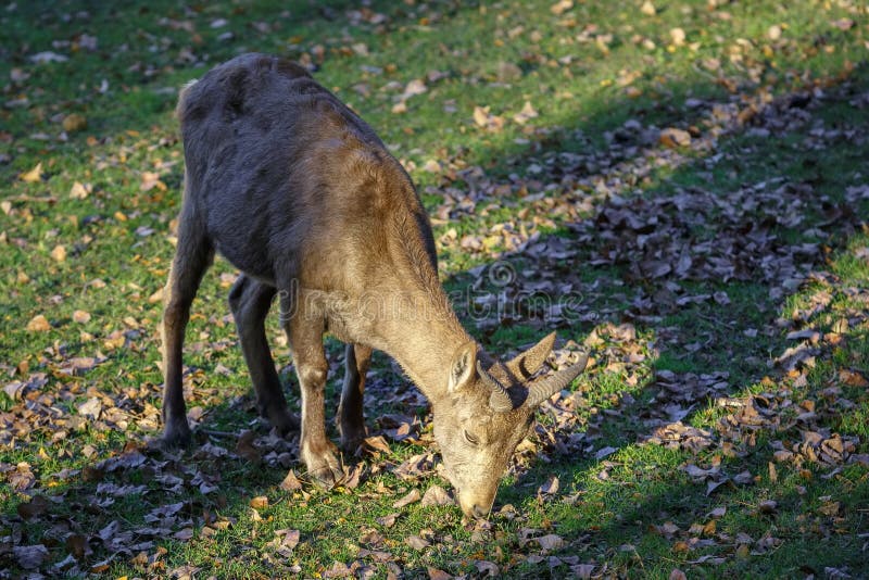 Sheep (Pseudois nayaur) is eating grass on the meadow