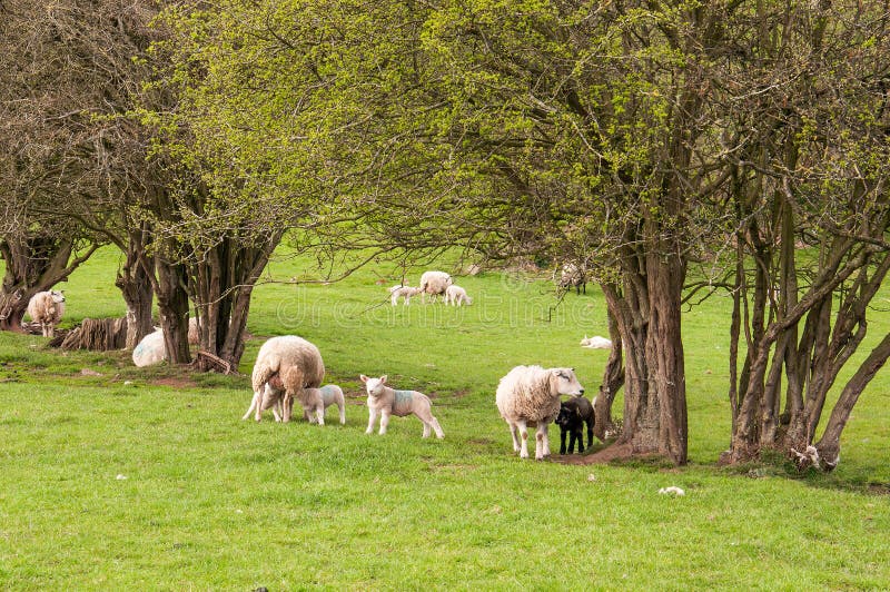 Sheep and young lambs in a springtime meadow in the English countryside. royalty free stock image Sheep and young lambs in a springtime meadow in the English countryside. royalty free stock image