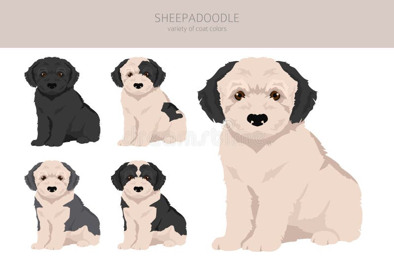 Old English Sheepdog Clipart. Different Poses, Coat Colors Set. Vector  Illustration Royalty Free SVG, Cliparts, Vectors, and Stock Illustration.  Image 180926946.