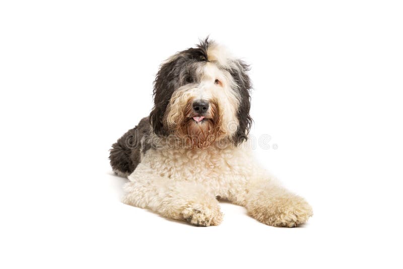 Old English Sheepdog Isolated On White Background Banco de Imagens