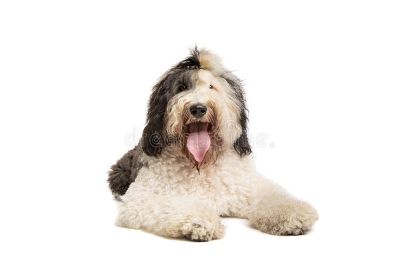 Newborn Old English Sheepdog Stock Photo - Image of background, mammal:  21647110