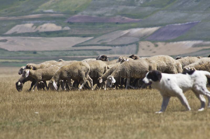 Sheep Following Shepherd Stock Photos Free & RoyaltyFree Stock