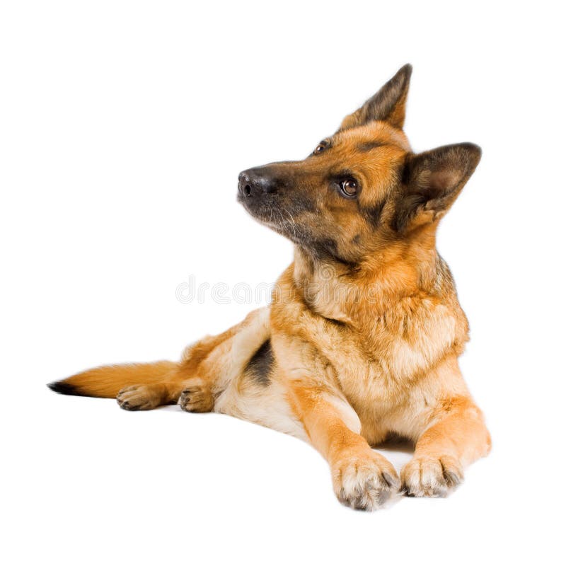 Sheepdog alemão isolado sobre o fundo branco imagens de stock Sheepdog alemão isolado sobre o fundo branco imagens de stock