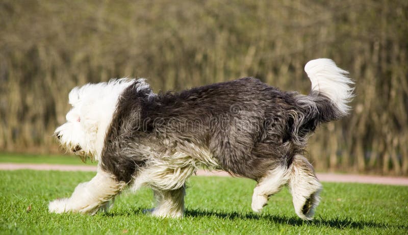 Cão pastor inglês velho foto de stock. Imagem de canino - 39439220