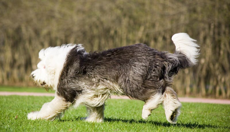 Cão Pastor Inglês Segura Bola Foto de Stock - Imagem de exterior, orelhas:  177133350