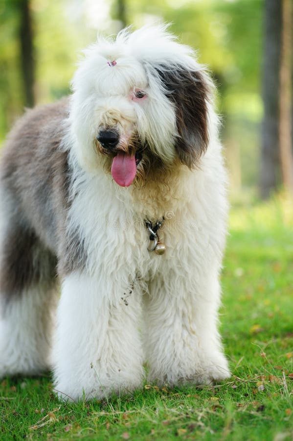 Olivia, Um Cão Pastor Inglês Velho Fêmea Imagem de Stock - Imagem