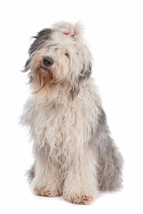 Sheepdog Inglês Velho (bobtail) Imagem de Stock - Imagem de bobo, isolado:  14317501