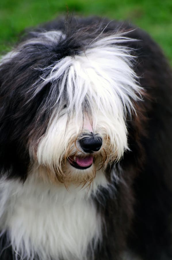 Cão pastor inglês velho foto de stock. Imagem de canino - 39439220