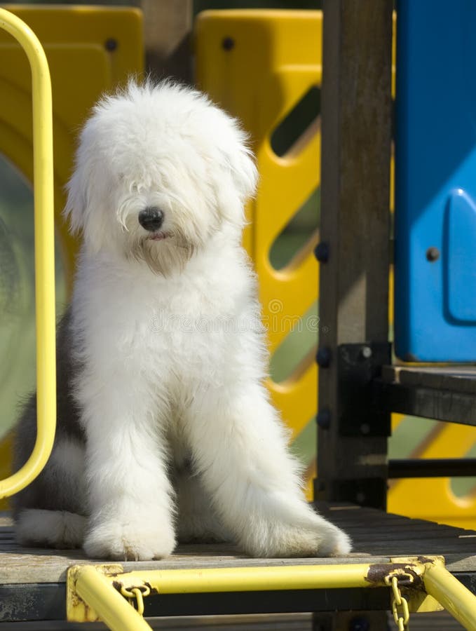 Filhote De Cachorro Inglês Velho Do Sheepdog Foto de Stock