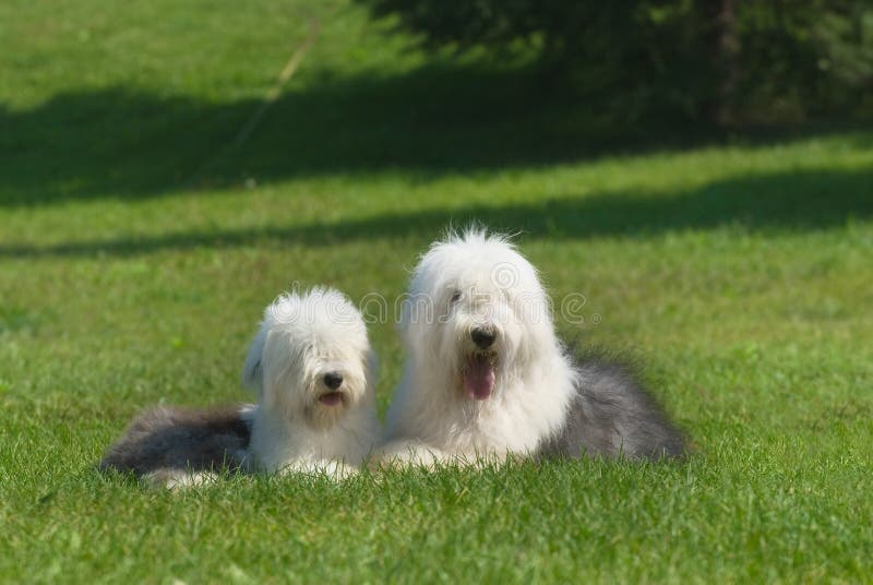 Filhote De Cachorro Inglês Velho Do Sheepdog Foto de Stock